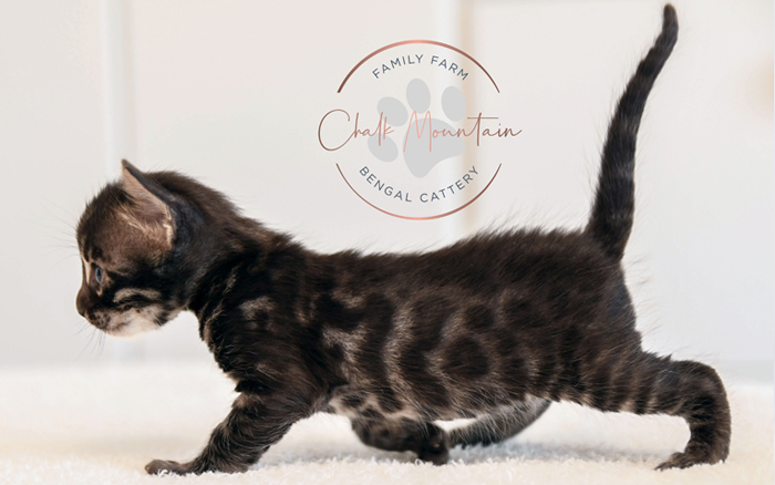 Bengal kitten for sale